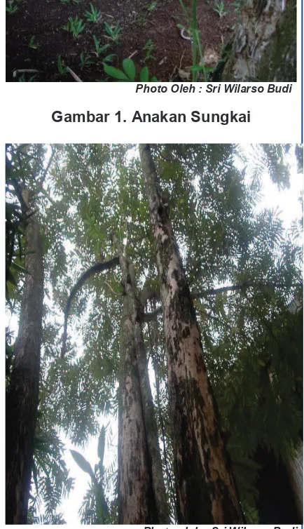 Gambar 2.  Pohon Sungkai 