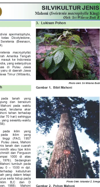Gambar 2.  Pohon Mahoni 