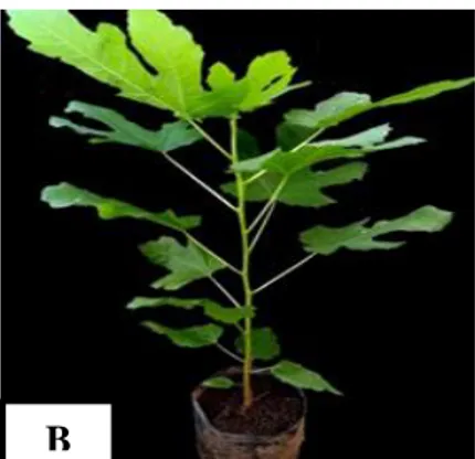 Gambar 4.3 Panjang Batang Tin (Ficus carica L.) pada minggu ke 12 setelah tanam  a.  Panjang batang tanaman tin pada perlakuan kontrol (A 0 N 0 ) 
