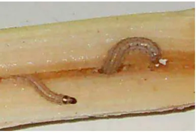 Gambar 13. Larva C. auricilius Dudgeon. 