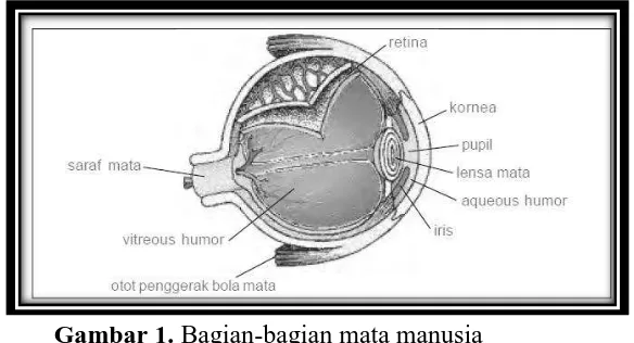 Gambar 1. Bagian-bagian mata manusia Sumber: Giancolli, 2001 