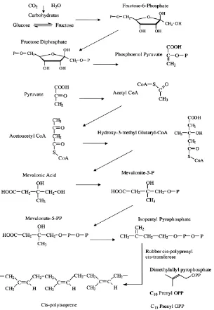 Gambar 2.4.   Skema sederhana biosintesa poliisoprena (William K. dan Brendan Rogers, 2004) 