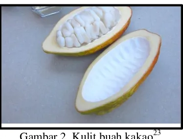 Gambar 2. Kulit buah kakao23 