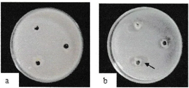 Gambar  1.  Uji  pelarut  fosfat  a.  Tidak  terbentuk  zona bening  (negatif)  b.  Terbentuk  zona bening  (positif)  yang  ditunjukkan  oleh  anak  panah