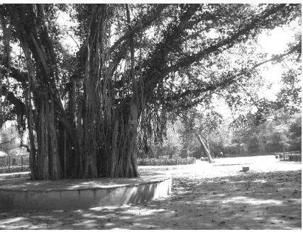 Fig. 100.3. A Banyan tree (Ficus Benghalensis) in Delhi Zoo; the tree with its thick net of aerial roots is often regarded as the national tree of India
