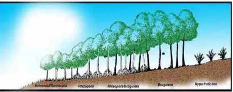 Gambar 2. Zonasi Mangrove (Saefurrahman, 2008) 