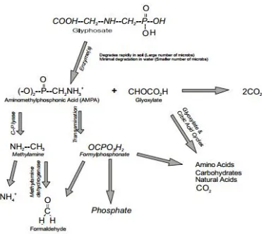 Gambar 2. Jalur degradasi glifosat (Schuette, 1998) 