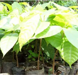 Gambar 3. Semai kakao kakao umur dua bulan asal Sulawesi Tengah yang ditanam di wilayah Kabupaten  Banyumas Jateng 