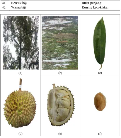Gambar 3.  Karakter morfologi tanaman durian genotipe 3: (a) pohon durian,                   