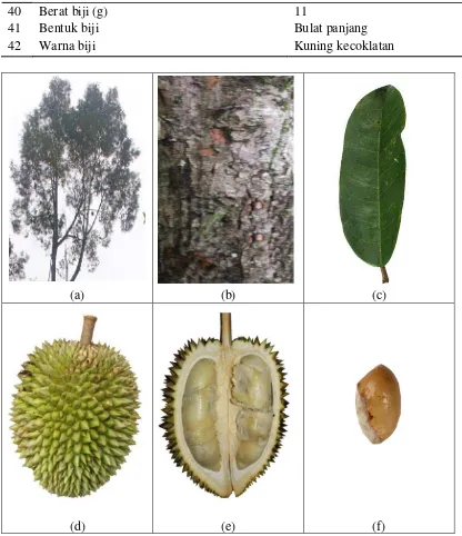 Gambar 5.  Karakter morfologi tanaman durian genotipe 5: (a) pohon durian,                       (b) tekstur dan warna batang, (c) daun, (d) buah, (e) daging buah,         (f) biji 