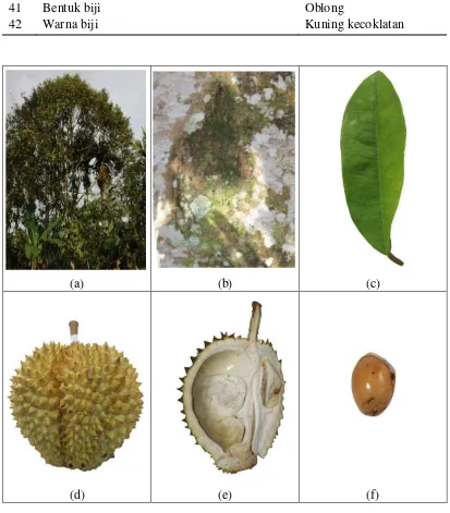Gambar 12. Karakter morfologi tanaman durian genotipe 12: (a) pohon durian,              (b) tekstur dan warna batang, (c) daun, (d) buah, (e) daging buah,             (f) biji 