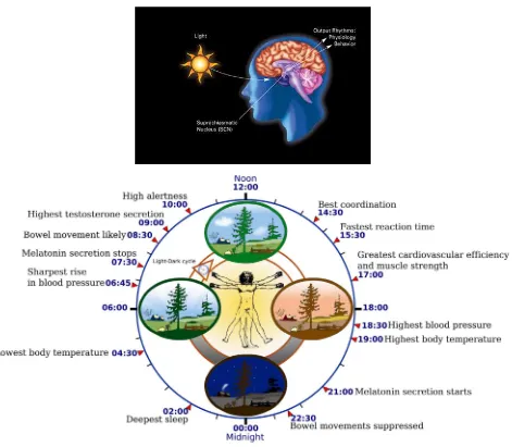 Gambar 4. Sistem Circadian Clock Manusia 
