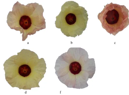 Gambar 2. Warna dan Bentuk bunga rosella yang unik pada tanaman hasil iridiasi a dan b