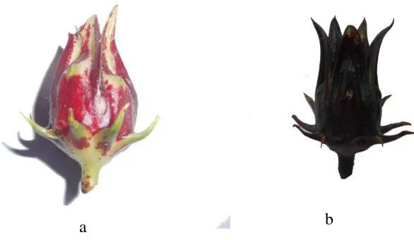 Gambar 3. Warna dan bentuk kelopak bunga yang unik pada populasi tanaman Rosella. a. Populasi tanaman 150 Gy  dan b