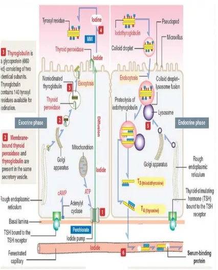Gambar 3. Dua fase sintesis dan sekresi hormon tiroid yaitu fase eksokrin dan fase endokrin (Gambar ini diambil dari Kierszenbaum (2007) Elsevier)  