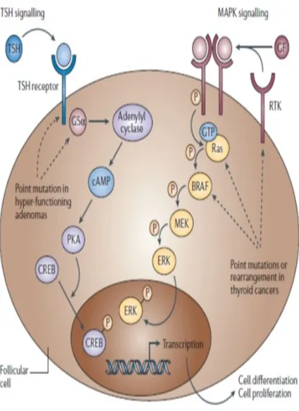 Gambar 6. Mekanisme molekuler yang mendasari karsinogenesis karsinoma tiroid (Gambar 