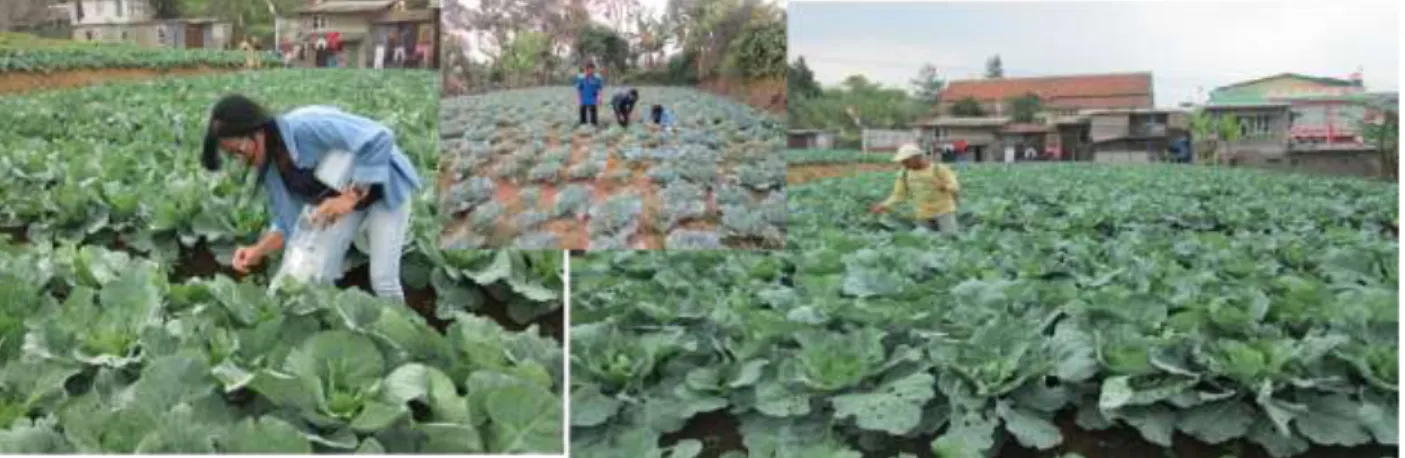 Gambar 1.  Pengamatan populasi (kiri, tengah) dan petani melakukan penyemprotan insektisida  (kanan) sampai 5  kali dalam satu musim tanam 