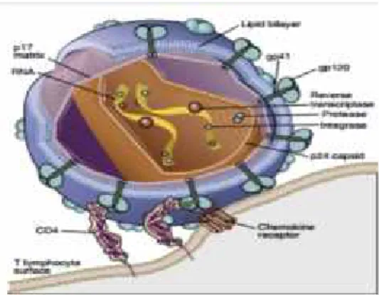 Gambar 2.1. Struktur HIV.
