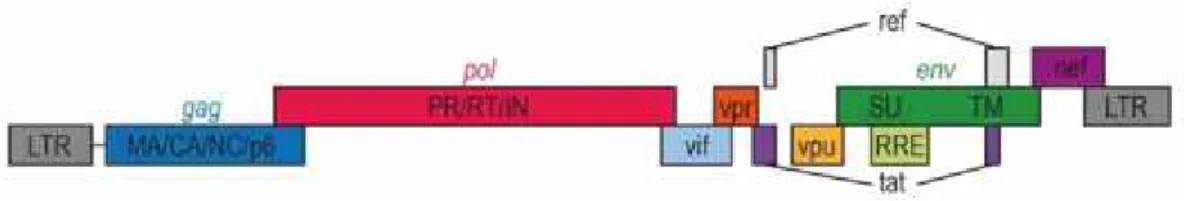 Gambar 2.2. Peta Genom HIV.