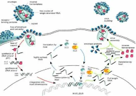 Gambar 2.3. Sikus replikasi HIV-1.