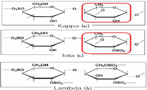 Gambar 2.1 Struktur kimia kappa, iota dan lambda karagenan (Guiseley, 1980)  Selain  ketiga  jenis  tipe  karagenan  tersebut,  terdapat  pula  dua  jenis  tipe  karagenan  yaitu    mu  (µ)  dan  nu  (ν)  karagenan