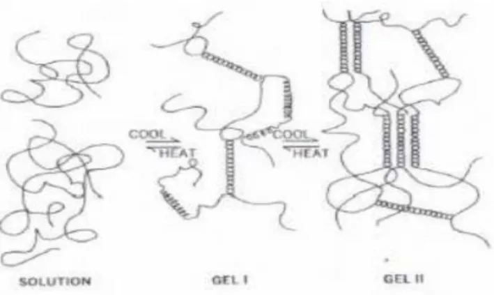 Gambar 2.2 Proses pembentukan gel karagenan (Guiseley, 1980) 