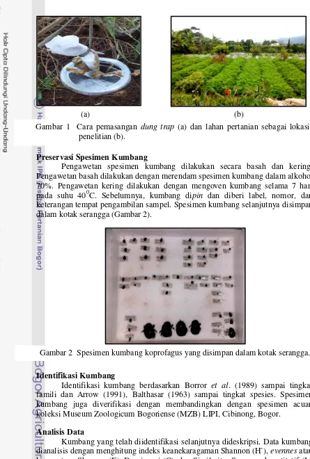 Gambar 1  Cara pemasangan  dung trap (a) dan lahan pertanian sebagai lokasi 
