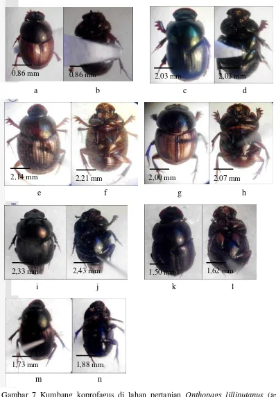 Gambar 7 Kumbang koprofagus di lahan pertanian Onthopags lilliputanus (a= 