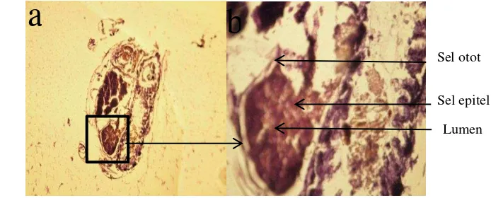 Gambar 4 Penampang melintang usus belakang rayap M. gilvus 
