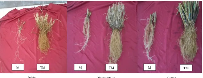 Gambar 1. Keragaan akar kultivar rumput benggala kultivar Petrie, Natsuyutaka dan Gatton pada tanah kering masam (M) dan tanah tidak  masam (TM)