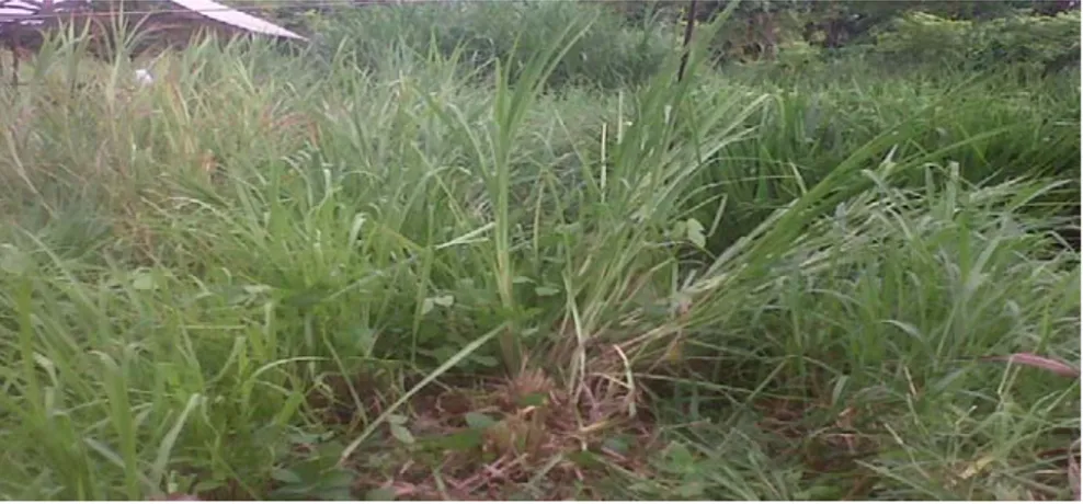 Gambar 1 : Rumput gajah (Pennisetum purpureum).      Sumber     : Dokumentasi pribadi, 2016 