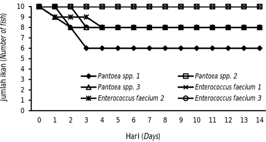 Gambar 2. Pola kematian harian ikan gabus pasca uji tantang dengan bakteri. Figure 2. The pattern of daily mortality of Channa striata post bacterial challenge test.