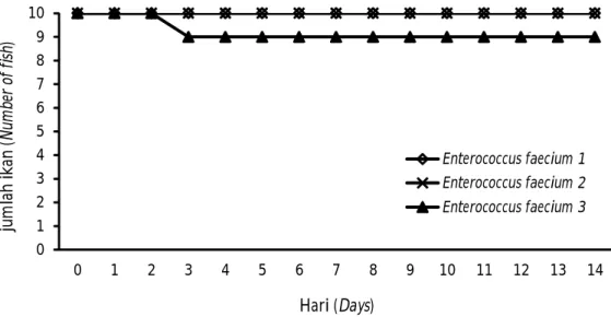 Gambar 4. Pola kematian harian ikan baung pasca uji tantang dengan bakteri. Figure 4. The pattern of daily mortality of Tor spp