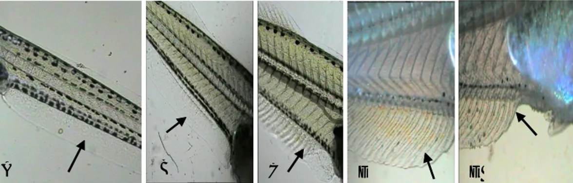 Gambar  7  menunjukkan  bahwa  pada  akhir penelitian,  penyebaran  warna  kuning  kemerahan  di bawah mikroskop terlihat lebih jelas pada perlakuanGambar 5
