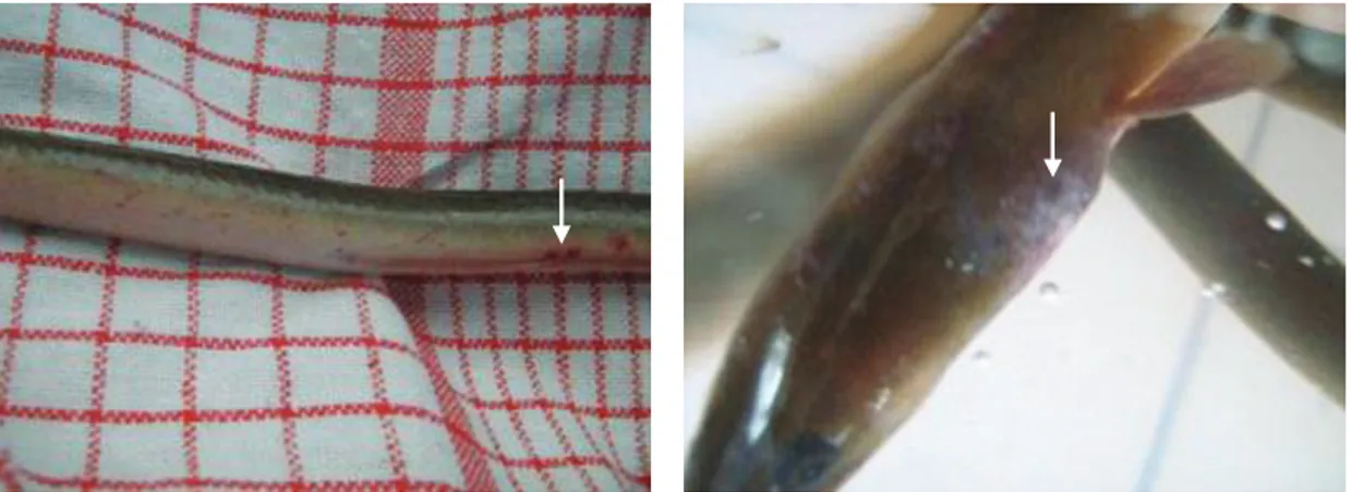 Gambar 2. Bercak kemerahan (ditunjukkan dengan tanda panah) pada tubuh ikan sidat Figure 2
