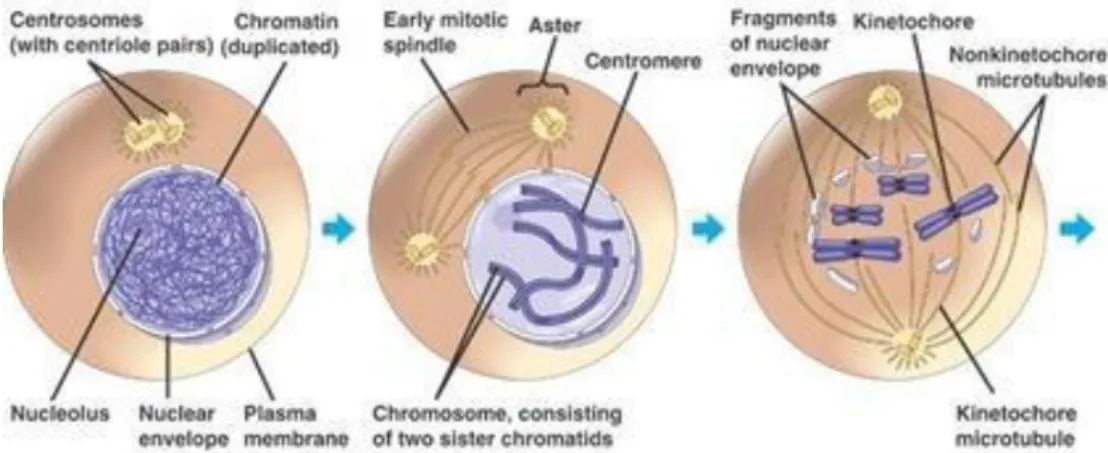Gambar 3. Profase 