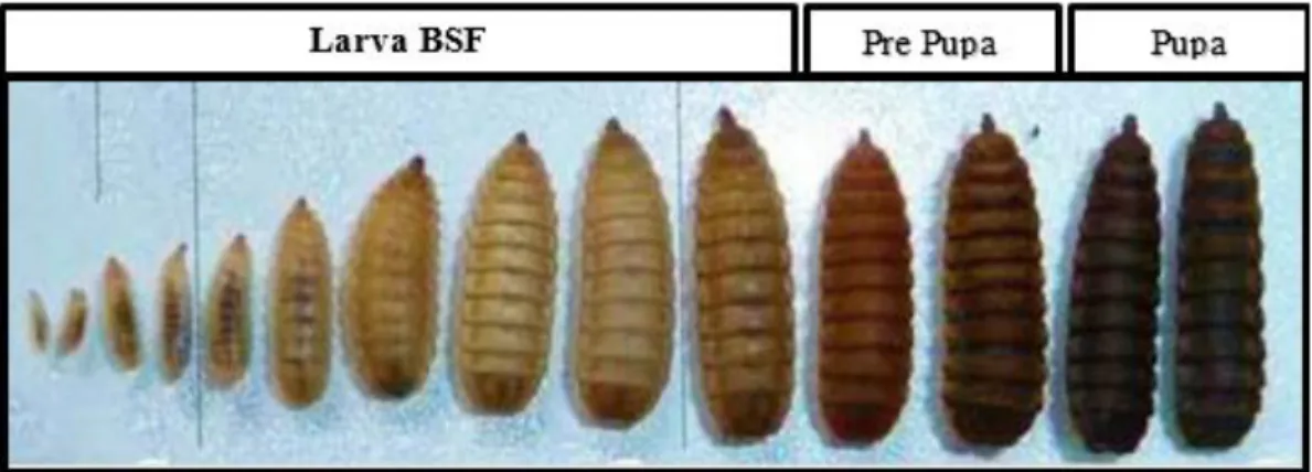 Gambar 2. Siklus hidup maggot black soldier fly (Tomberlin et al.,2002)  Kandungan Nutrisi Maggot Black Soldier fly 