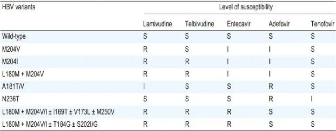 Tabel    2.2.Data  antiviral  yang  sensitif  dan  resisten  pada  masing-masing  varian virus hepatitis B : S (sensitif), I (Intermediat), dan R (Resisten)