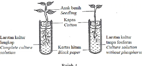 Diagram 4 shows the results obtained after five days. 