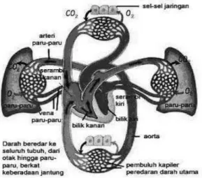 Gambar Mekanisme peredaran darah 