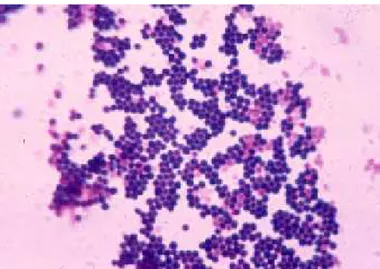 Gambar 3. Staphylococcus aureus (Sabila, 2015) 2. Pertumbuhan dan Daya Tahan Bakteri