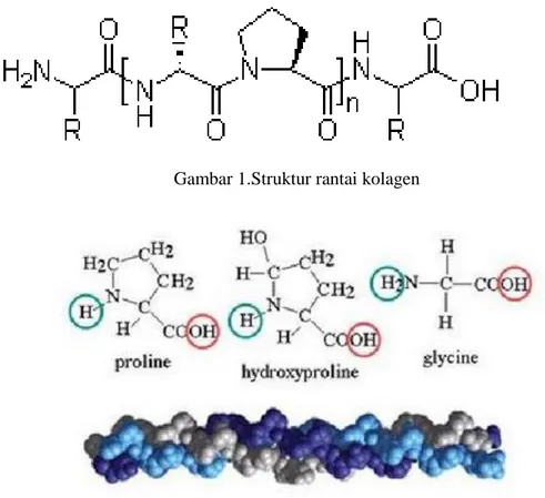 Gambar 1.Struktur rantai kolagen 