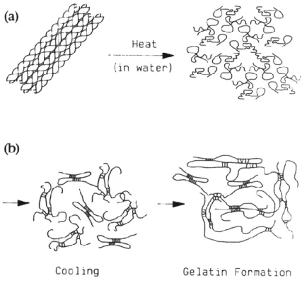 Gambar 4. Proses pembentukan gelatin (a) kolagen, (b) gelatin (Mark and Errnan, 1988)