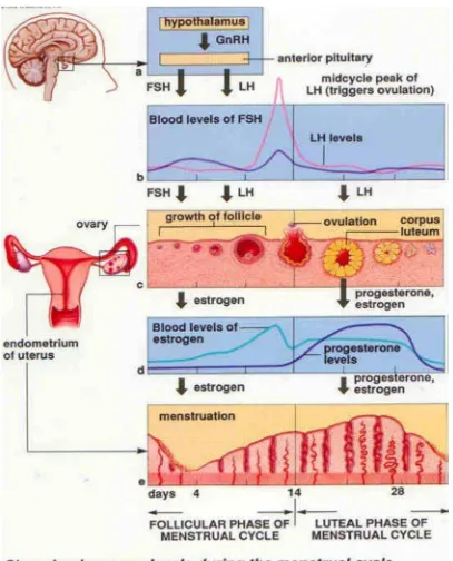 Gambar 4. Siklus Menstruasi dan Perubahan Hormon (Guyton 2007)