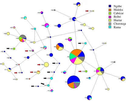 Figura 4. Diagrama de haplotipos (Median Joining) para 9 SNPs en la región de 19 kb del LCT