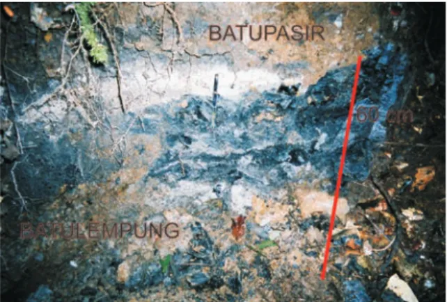 Gambar  9.  Foto  lapisan  batubara  sebagai  sisipan  dalam  fasies batulempung–batulumpur dan fasies batupasir kuarsa  di wilayah Wangabrede.