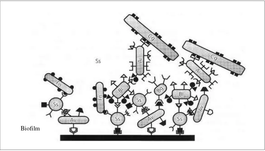 Gambar 4.Reseptor permukaan pada bakteri fakultatif positif-gram menyediakan tempat 