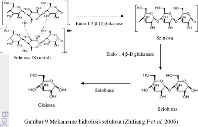 Gambar 9 Mekanisme hidrolisis selulosa (Zhiliang F et al. 2006) 