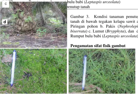 Gambar 3.  Kondisi tanaman penutup  tanah di bawah tegakan kelapa sawit  a. 