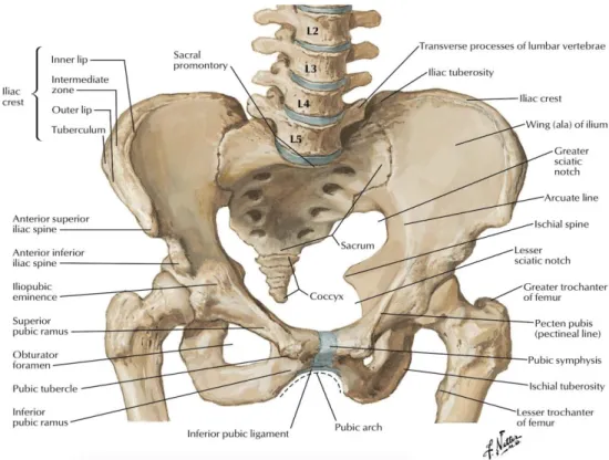 Gambar 1. Anatomi panggul 
